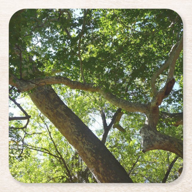 Sycamore Tree Green Nature Square Paper Coaster (Front)