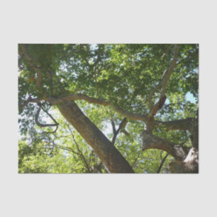 Sycamore Tree Green Nature Tissue Paper