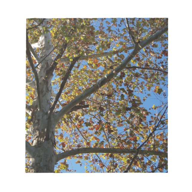 Sycamore tree in the fall against a blue sky notepad (Front)