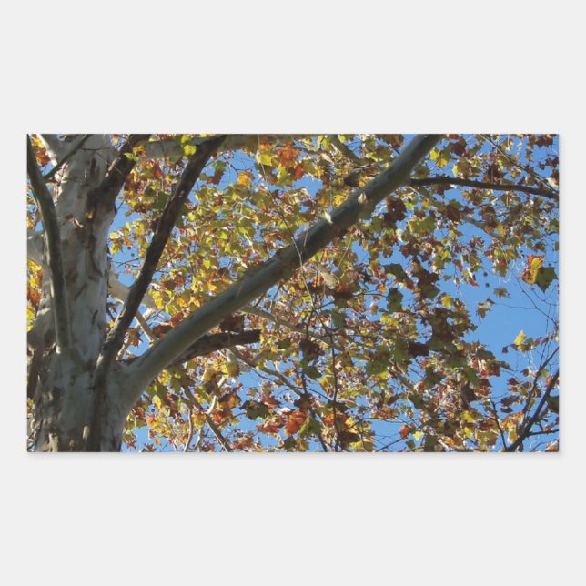 Sycamore tree in the fall against a blue sky sticker (Front)