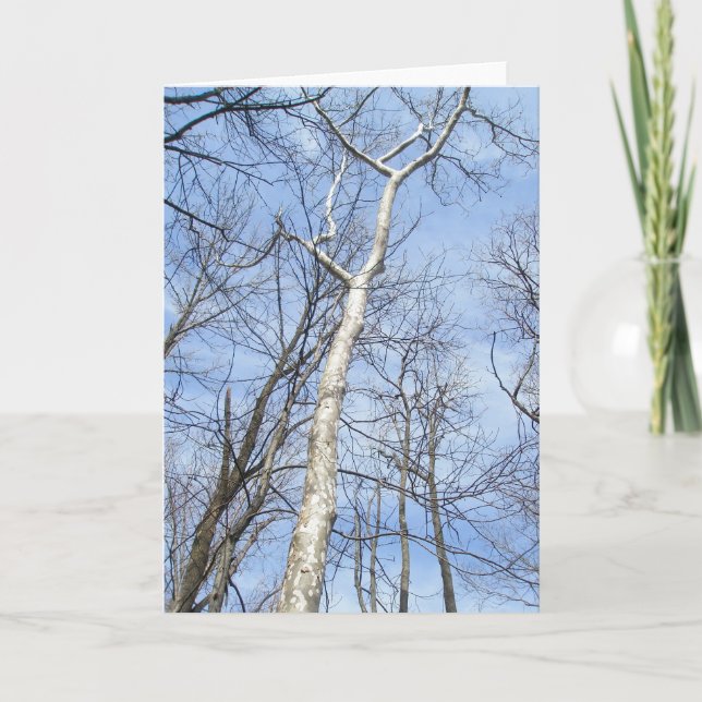 Sycamore Tree Note Card (Front)