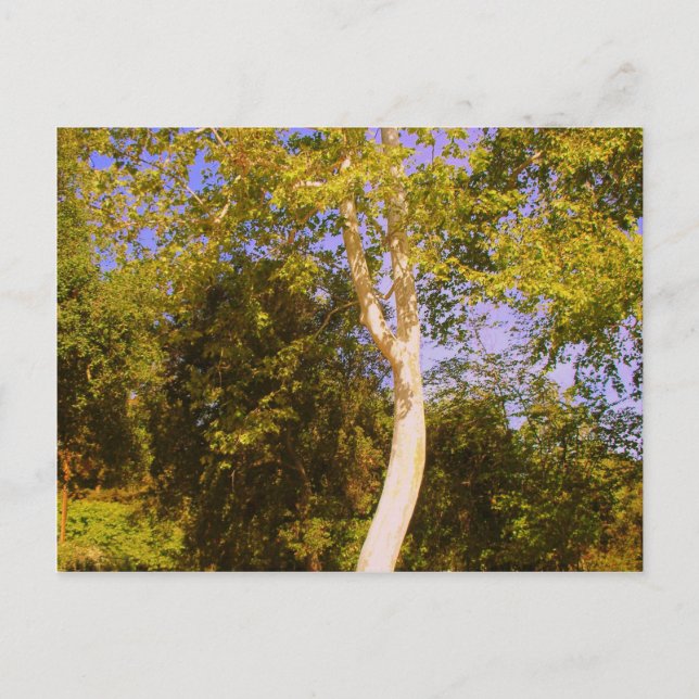 Sycamore Tree Postcard (Front)