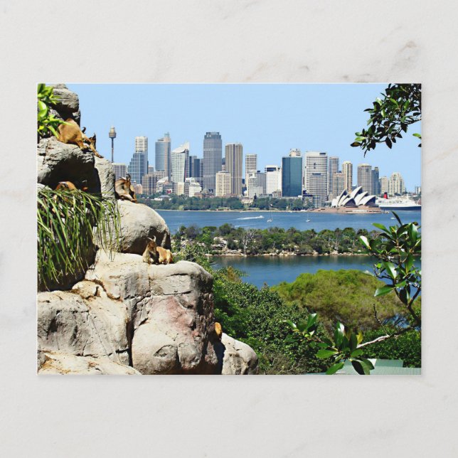 Sydney Harbour from the Zoo Postcard (Front)