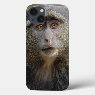 Sykes or Blue Monkey, Cercopithecus mitis, iPhone 13 Case