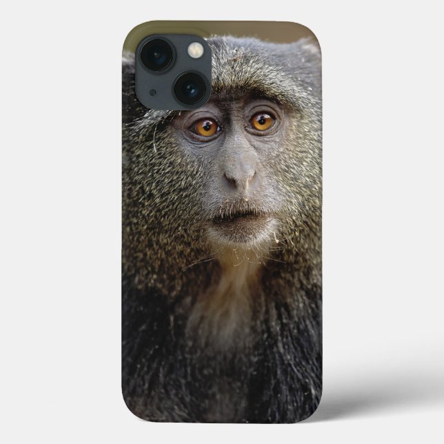 Sykes or Blue Monkey, Cercopithecus mitis, Case-Mate iPhone Case (Back)