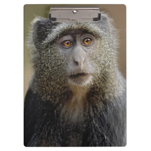 Sykes or Blue Monkey, Cercopithecus mitis, Clipboard