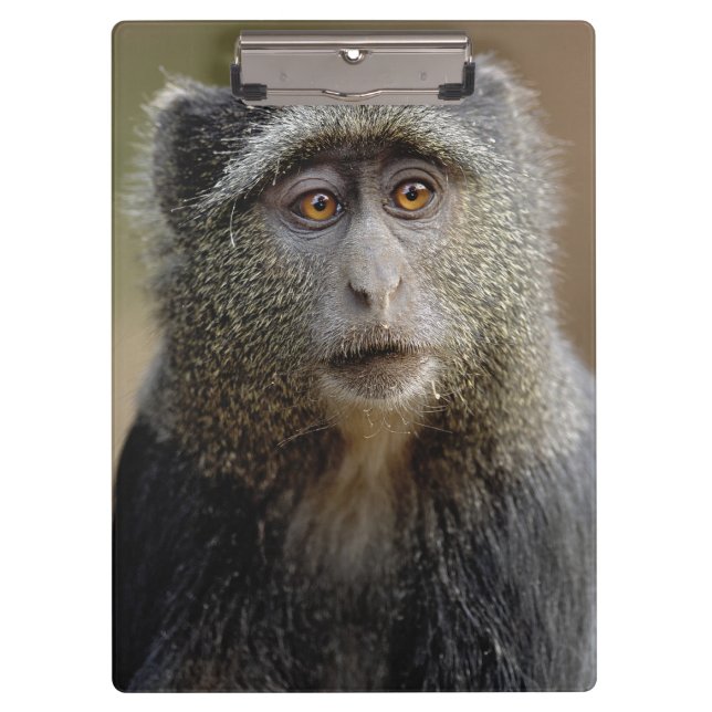 Sykes or Blue Monkey, Cercopithecus mitis, Clipboard (Front)