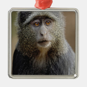 Sykes or Blue Monkey, Cercopithecus mitis, Metal Ornament