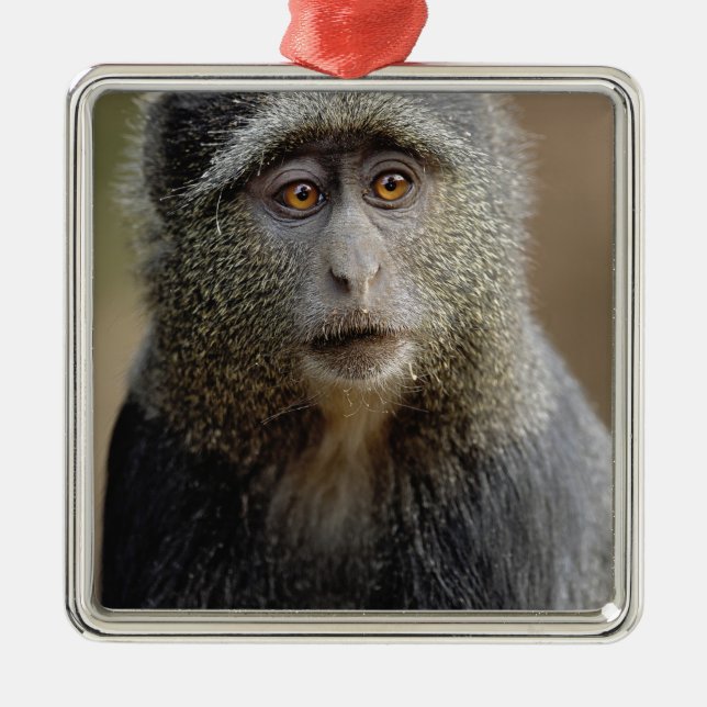 Sykes or Blue Monkey, Cercopithecus mitis, Metal Ornament (Front)