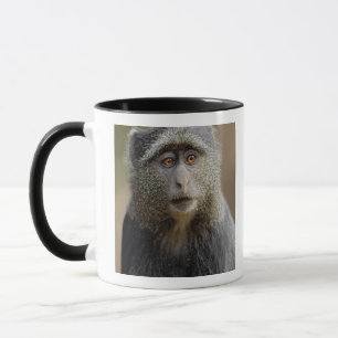 Sykes or Blue Monkey, Cercopithecus mitis, Mug