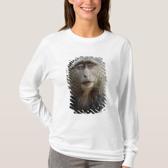 Sykes or Blue Monkey, Cercopithecus mitis, T-Shirt (Front)