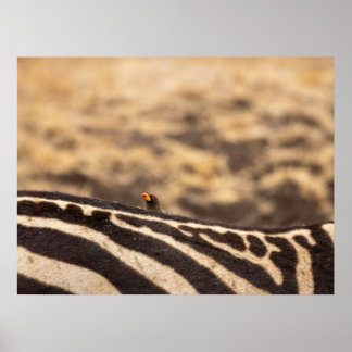 Symbiosis: Oxpecker & Zebra Poster