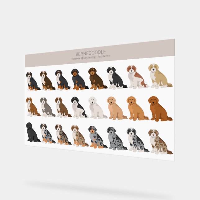 SYMBOLE ACrylique Bernedoodle (Angle)