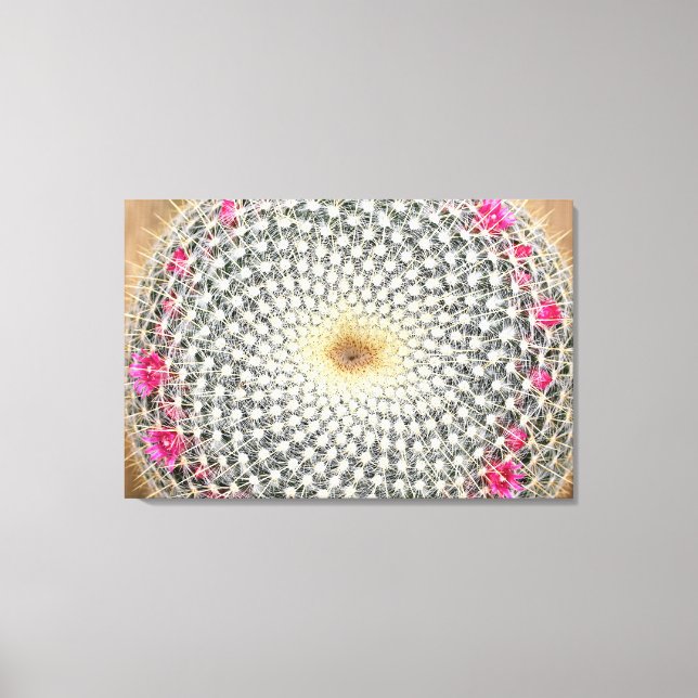 Symmetrical cactus in bloom (Mammillaria celsiana) Canvas Print (Front)
