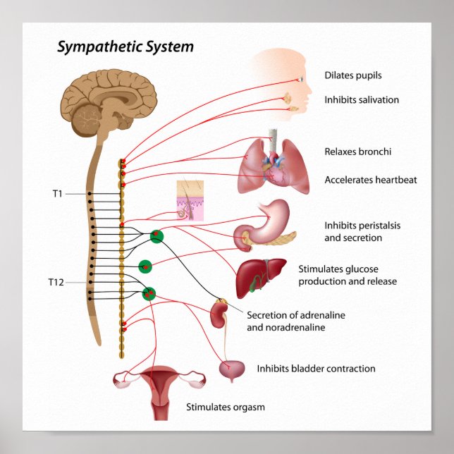 Sympathetic pathway of the ANS Poster (Front)