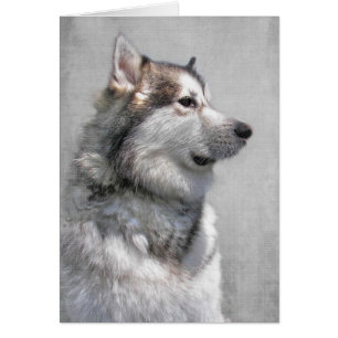 Sympathie de l'animal malamué de l'Alaska