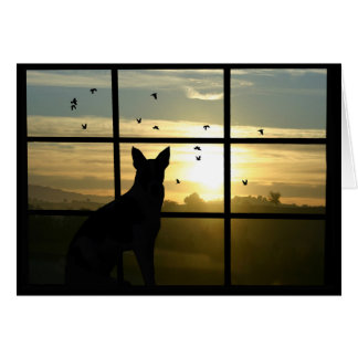 Sympathie du chien, perte de la carte du chien