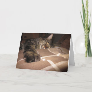 Sympathy - Cat Card