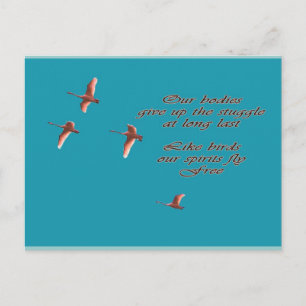 Sympathy-May You Find Comfort Trupeter Swans Postcard