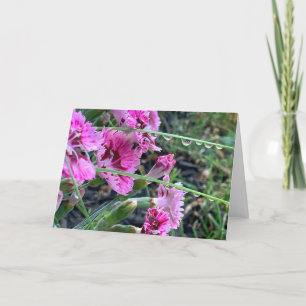 Sympathy Pink Dianthus With Water Droplets Card