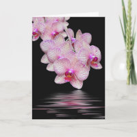 Sympathy Pink Orchids Black Reflection