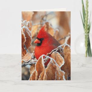 Sympathy Red Cardinal in Frosty Autumn Leaves Card