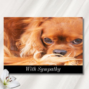 Sympathy Sweet Cavalier King Charles Spaniel  Card