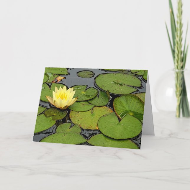 Sympathy yellow water lily in pond card (Front)