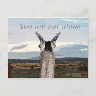 Sympathy: You Are Not Alone Llama Postcard