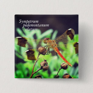 Sympetrum pedemontanum elatum 2 inch square button