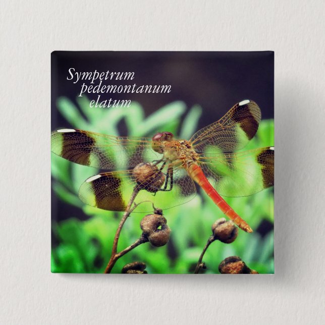 Sympetrum pedemontanum elatum 2 inch square button (Front)