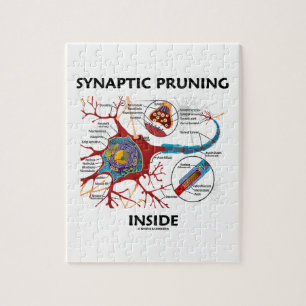 Synaptic Pruning Inside Neuron Synapse Neurology Jigsaw Puzzle