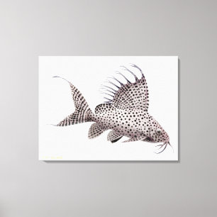 Synodontis Eupterus Catfish Wrapped Canvas