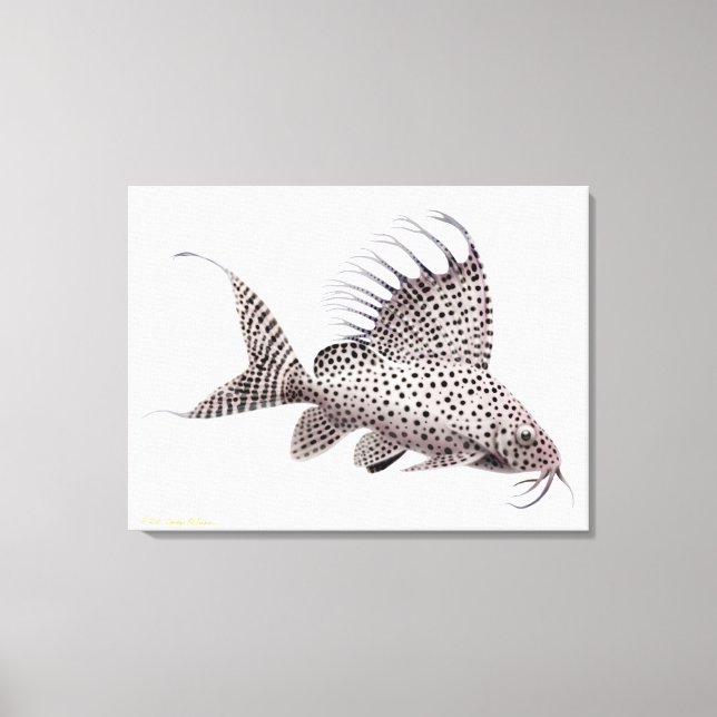 Synodontis Eupterus Catfish Wrapped Canvas (Front)