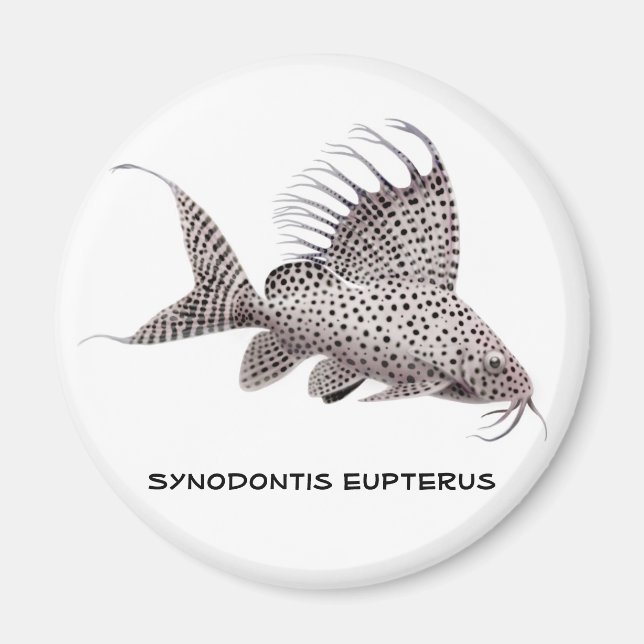 Synodontis eupterus Magnet (Front)