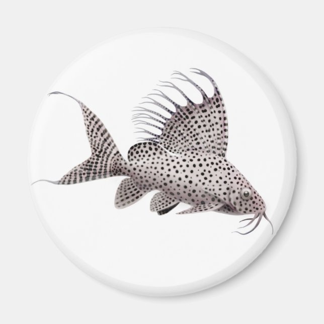 Synodontis eupterus Magnet de poisson (Devant)