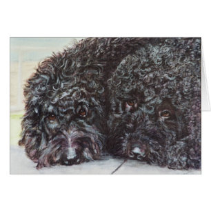 "Syrah et Cabernet "