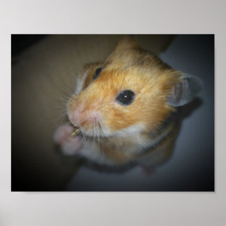 Syrian Hamster Poster