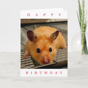Syrian hamster up close birthday card