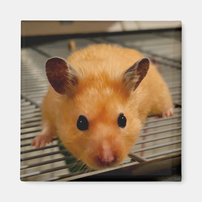 Syrian hamster up close fridge magnet (Front)