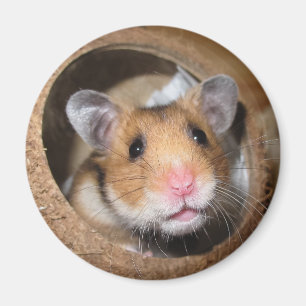 Syrian Pet Hamster - Standard Hamster - Teddy Bear Magnet