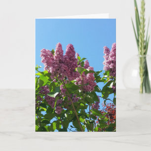 Syringa , Lilac flower tree Card