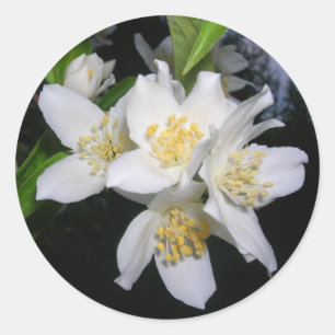 Syringa stickers