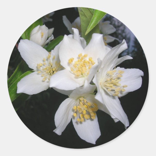 Syringa stickers (Front)