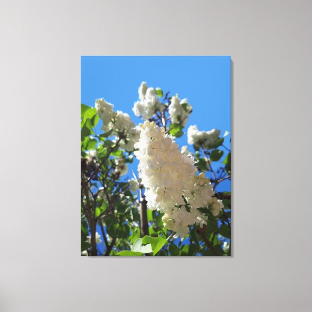 Syringa , White Lilac Flower Tree Canvas Print (Front)