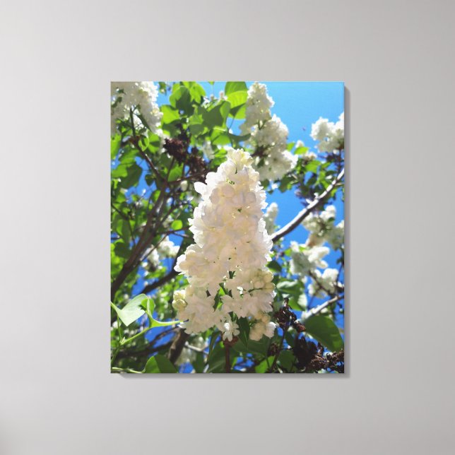 Syringa , White Lilac Flower Tree Canvas Print (Front)