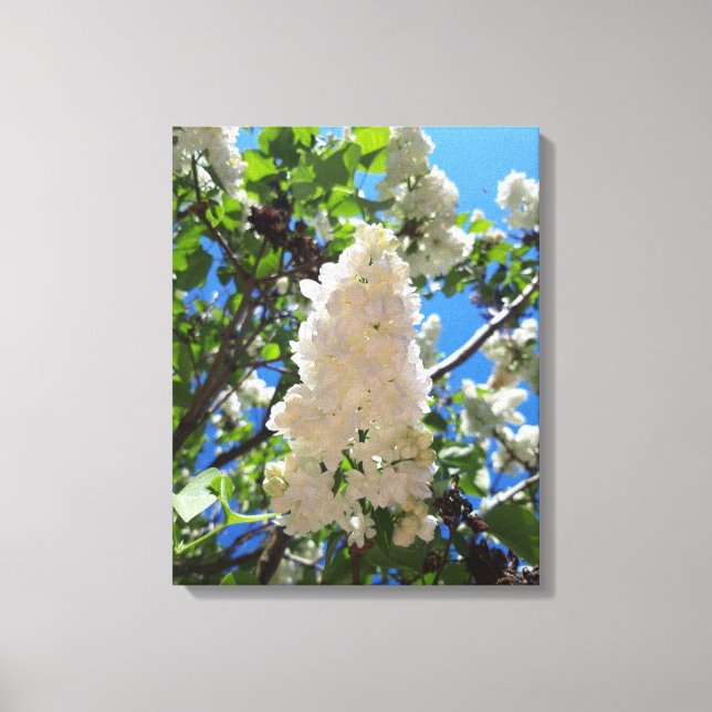 Syringa , White Lilac Flower Tree Canvas Print (Front)