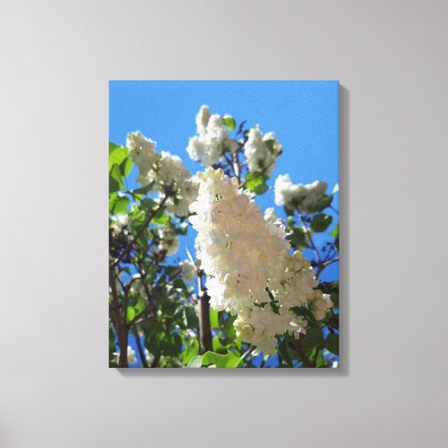 Syringa , White Lilac Flower Tree Canvas Print (Front)