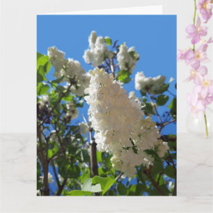 Syringa , White Lilac Flower Tree Card