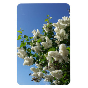 Syringa , White Lilac Flower Tree Magnet